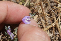 Astragalus nuttallianus, photograph (c) Lyrae, some rights reserved (CC BY)