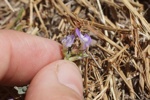 Astragalus nuttallianus, photograph 5