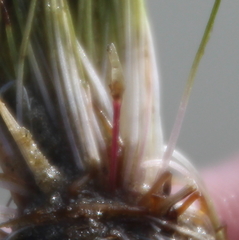 Trithuria inconspicua