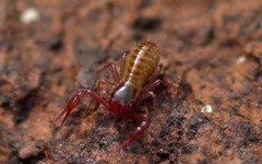 Chthonius ischnocheles