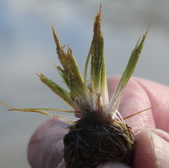Trithuria inconspicua