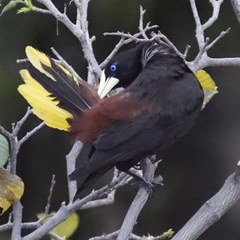 Psarocolius decumanus