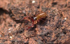 Chthonius ischnocheles