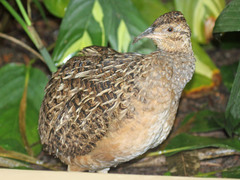 Andean Tinamou photo 4