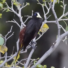 Psarocolius decumanus