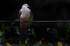 Barred Cuckoo-Dove photo 5