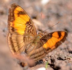 Adelpha mesentina