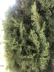 Juniperus chinensis