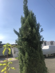 Juniperus chinensis
