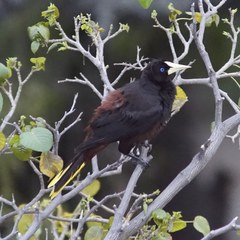 Psarocolius decumanus