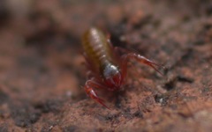 Chthonius ischnocheles