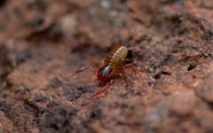 Chthonius ischnocheles