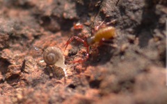 Chthonius ischnocheles