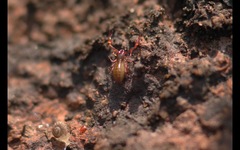 Chthonius ischnocheles