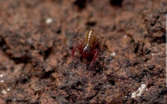 Chthonius ischnocheles