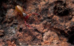 Chthonius ischnocheles