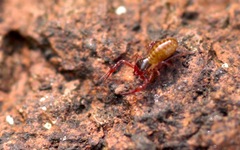 Chthonius ischnocheles