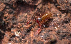 Chthonius ischnocheles