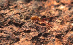 Chthonius ischnocheles