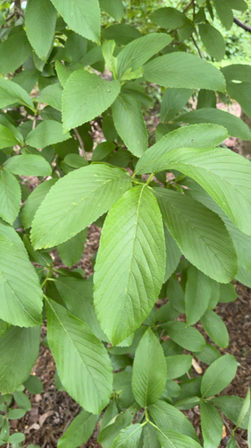 Viburnum sieboldii iNat (3)