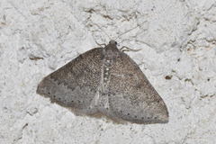 Aleucis distinctata