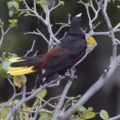 Psarocolius decumanus