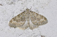 Coenotephria ablutaria