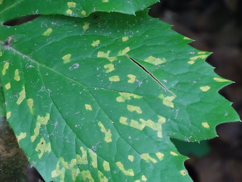 Mayapple Rust Mayapple Rust from Caddo Lake, United States on May 21, 2026 at 02:06 ...
