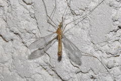 Tipula bezzii