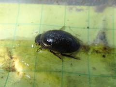 Tropisternus