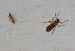 Boreothrinax maculipennis