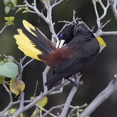 Psarocolius decumanus