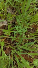 Trifolium bifidum