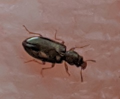 Salpingus planirostris