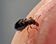 Salpingus planirostris