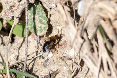 Melecta albifrons