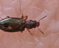 Salpingus planirostris