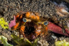 Dardanus sanguinolentus