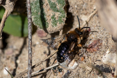 Melecta albifrons