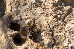 Melecta albifrons