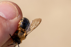 Melecta albifrons