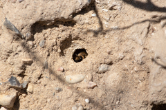 Melecta albifrons