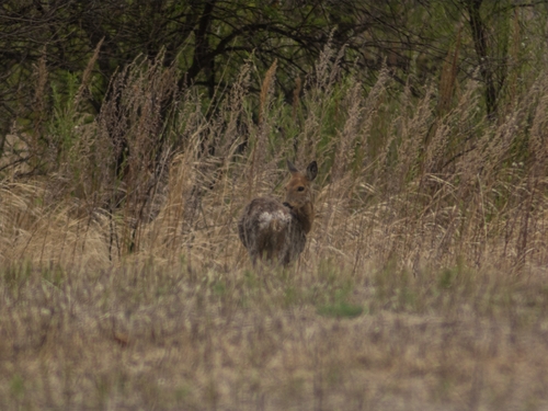 Eastern Roe Deer
