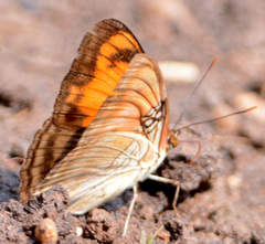 Adelpha mesentina