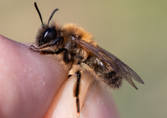 Andrena apicata