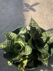 Sansevieria trifasciata