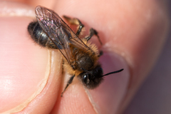 Andrena apicata