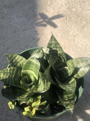 Sansevieria trifasciata