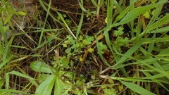 Alchemilla occidentalis