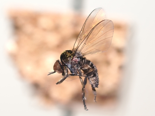 Simulium conicum